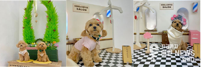 화성시 애견카페 ‘콩앤커피’ ‘애견 포토존’ 3종 세트장.