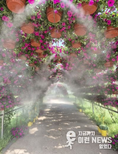 쿨링포그가 분사되고 있는 장미터널