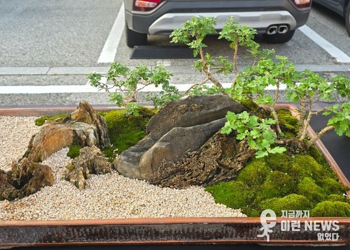 여주시관상국화연구회, 강천섬 힐링 문화 축제장에서 전시회 개최