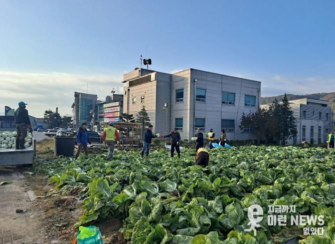 양평군 양동면 지역사회보장협의체, 기관·단체와 함께 동절기 배추·무 수확