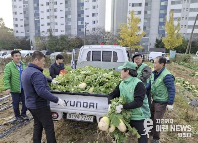 수원시 권선구 새마을지도자협의회, ‘사랑의 무’수확