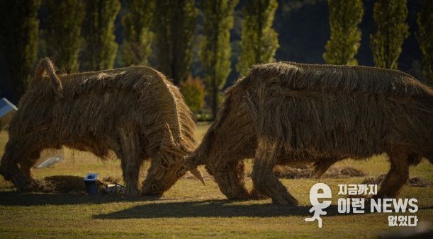 짚 황소 머리를 맞대고 싸우는 소를 짚을 활용하여 역동적으로 표현(사진제공=아름다운강천 사회적협동조합)