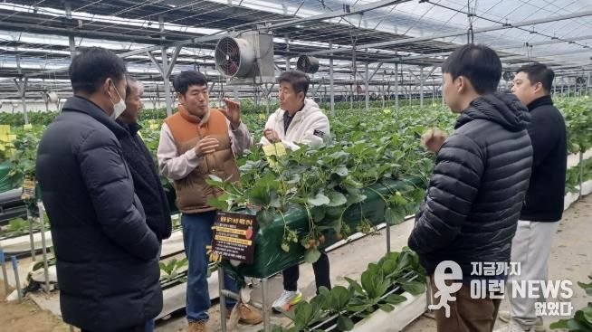 광주시, 딸기연구회 농가 대상 맞춤형 현장 자문 실시