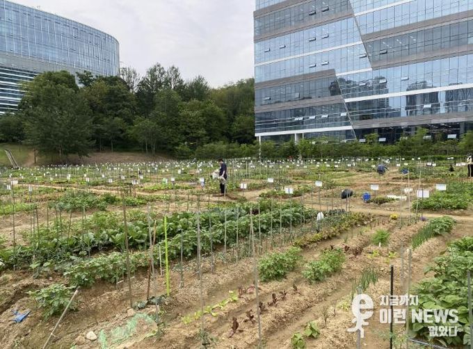 갈매텃밭(갈매동 552-9, 552-10번지, 성은교회 옆)