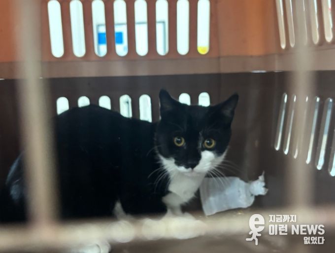 중성화 수술을 위해 포획된 길고양이.
