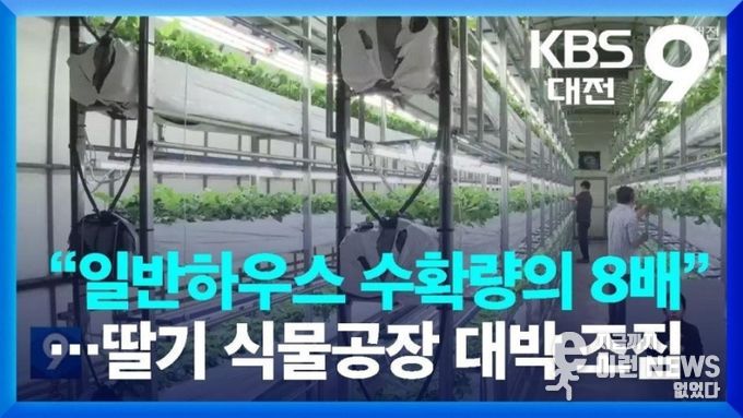 딸기 식물공장 프로젝트 본격 추진