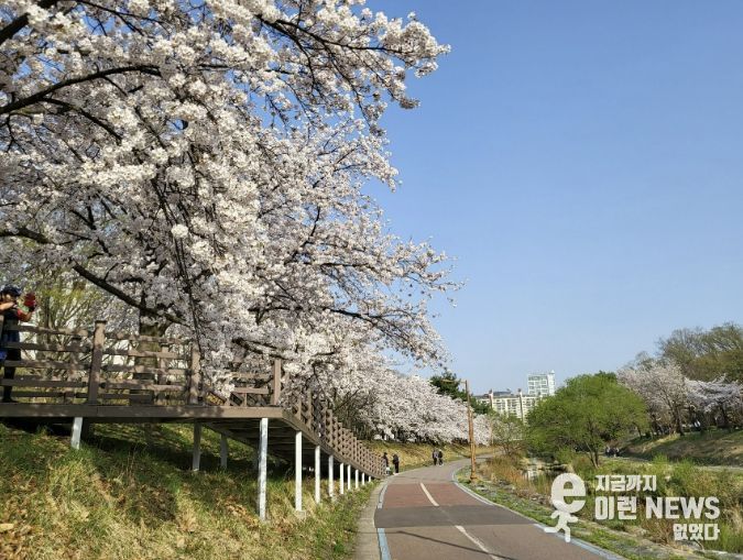성남시, 벚꽃길 명소 9경