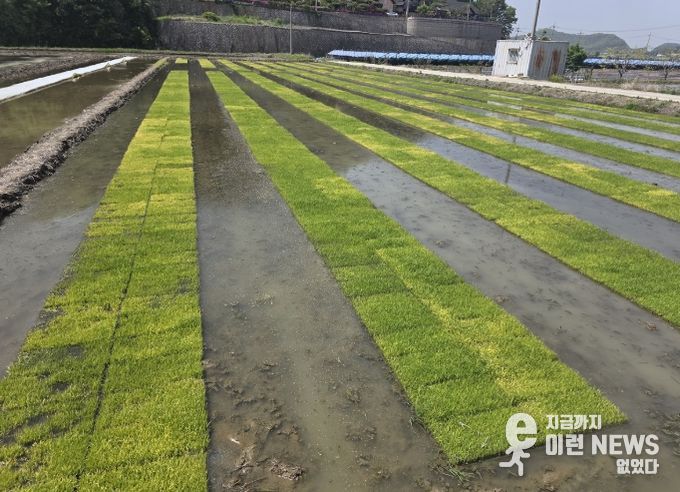 저온 피해 입은 못자리