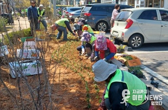 고양시 일산서구, 탄중로 녹지대 초화류 식재 완료