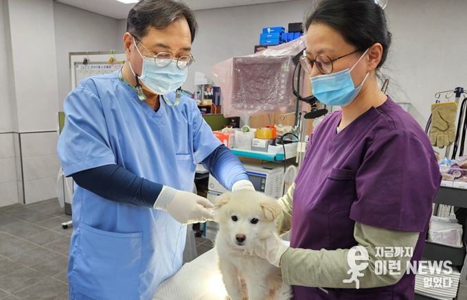 반려견 접종 사진