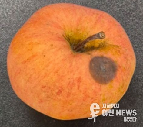 사과 탄저병